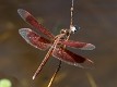 Neurothemis stigmatizans male (5 of 6)